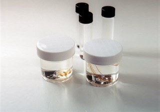 Hydrozoan Survey Set