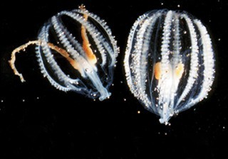 Comb Jelly, Pleurobrachia