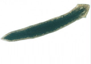 Planaria