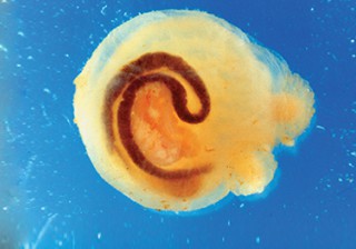 Sea Squirt, Mogula