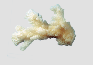 Stony Coral