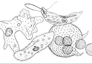 Protozoa