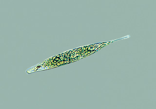 Euglena