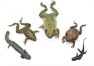 Amphibian Survey Set