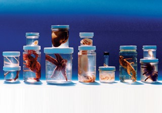 Comparative Invertebrate Set