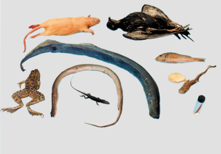 Comparative Vertebrate Set