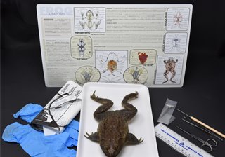 Advanced Frog Anatomy Kit