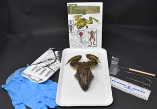 Basic Frog Anatomy Kit