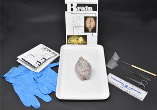 Brain Anatomy Kit