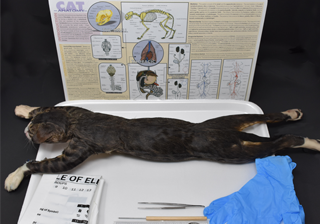 Cat Anatomy Kit