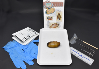 Clam Anatomy Kit