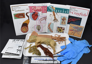 Comparative Circulatory System Kit