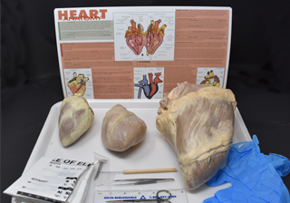 Comparative Mammalian Heart Kit