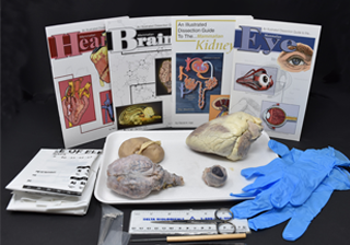 Comparative Mammalian Organ Kit