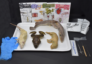 Comparative Vertebrate Anatomy Kit