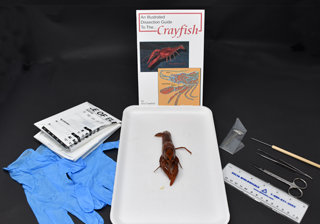 Crayfish Anatomy Kit