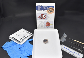 Eye Anatomy Kit