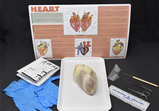 Heart Anatomy Kit