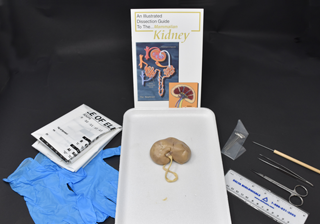 Mammalian Kidney Kit