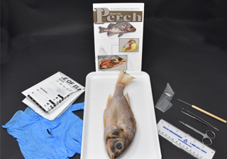 Perch Anatomy Kit