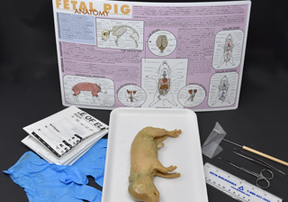 Pig Anatomy Kit