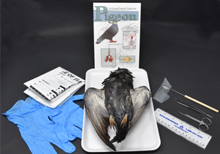 Pigeon Anatomy Kit