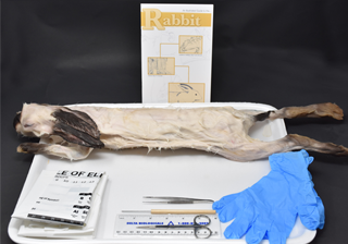 Rabbit Anatomy Kit