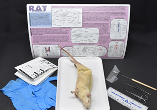 Rat Anatomy Kit