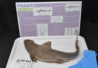 Shark Anatomy Kit