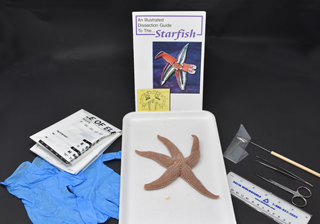 Starfish Anatomy Kit