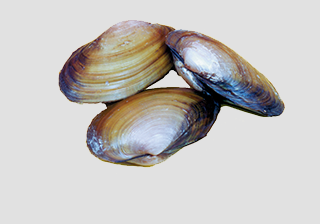 Clam - Freshwater