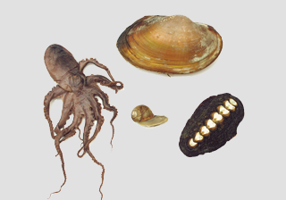 Mollusc Survey Set