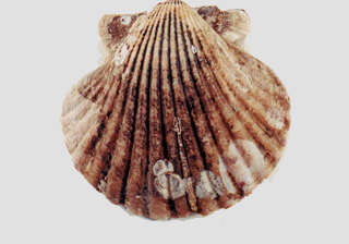 Scallop