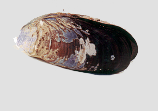 Sea Mussel