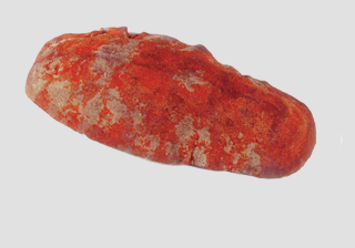 Cryptochiton