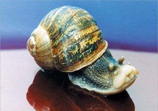 Snail - Land, Helix