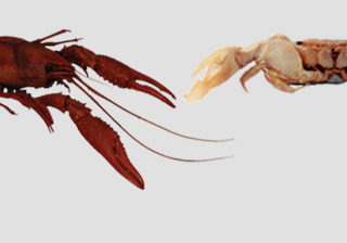 Crayfish , Insects & Other Athropoda