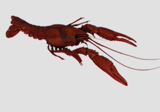 Vac-Pac 50 Pack Delta Biologicals Perserved Crayfish 3-4 Plain Injected 