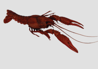 Crayfish