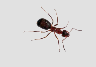 Ant