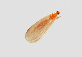 Ant Lion / Lace Wings
