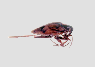 Backswimmer
