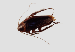 Cockroach