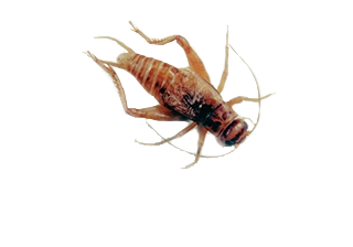 Cricket