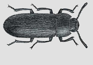 Darkling Beetle