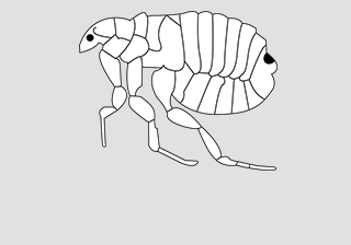 Dog Flea (Ctenocephus)