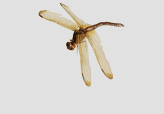 Dragonfly Larva