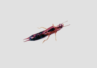 Earwig