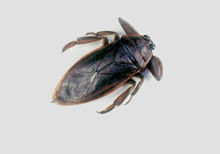 Giant Water Bug