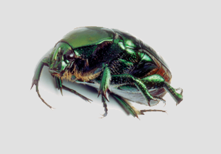 Green June Beetle